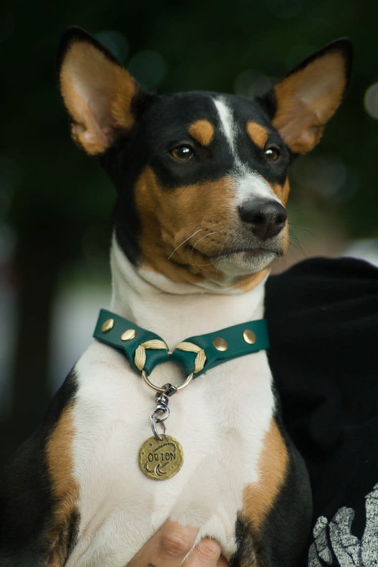Orion, a Basenji tested with EmbarkVet.com