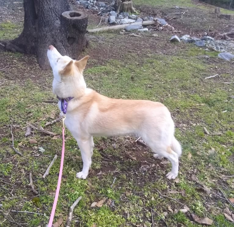 Kestrel, a Siberian Husky and Shetland Sheepdog mix tested with EmbarkVet.com