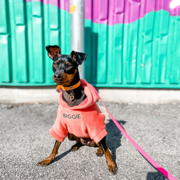 Biggie Smalls, a Miniature Pinscher tested with EmbarkVet.com