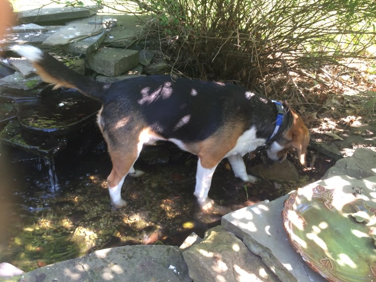 Niko, a Beagle tested with EmbarkVet.com