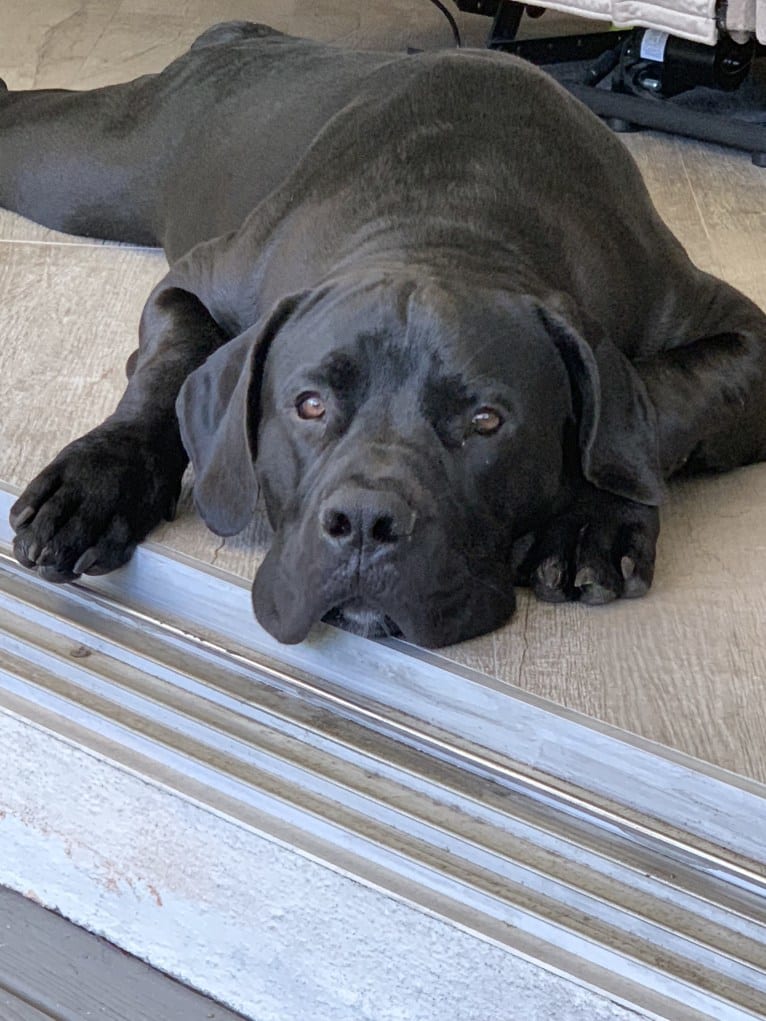 Griffin, a Boerboel tested with EmbarkVet.com