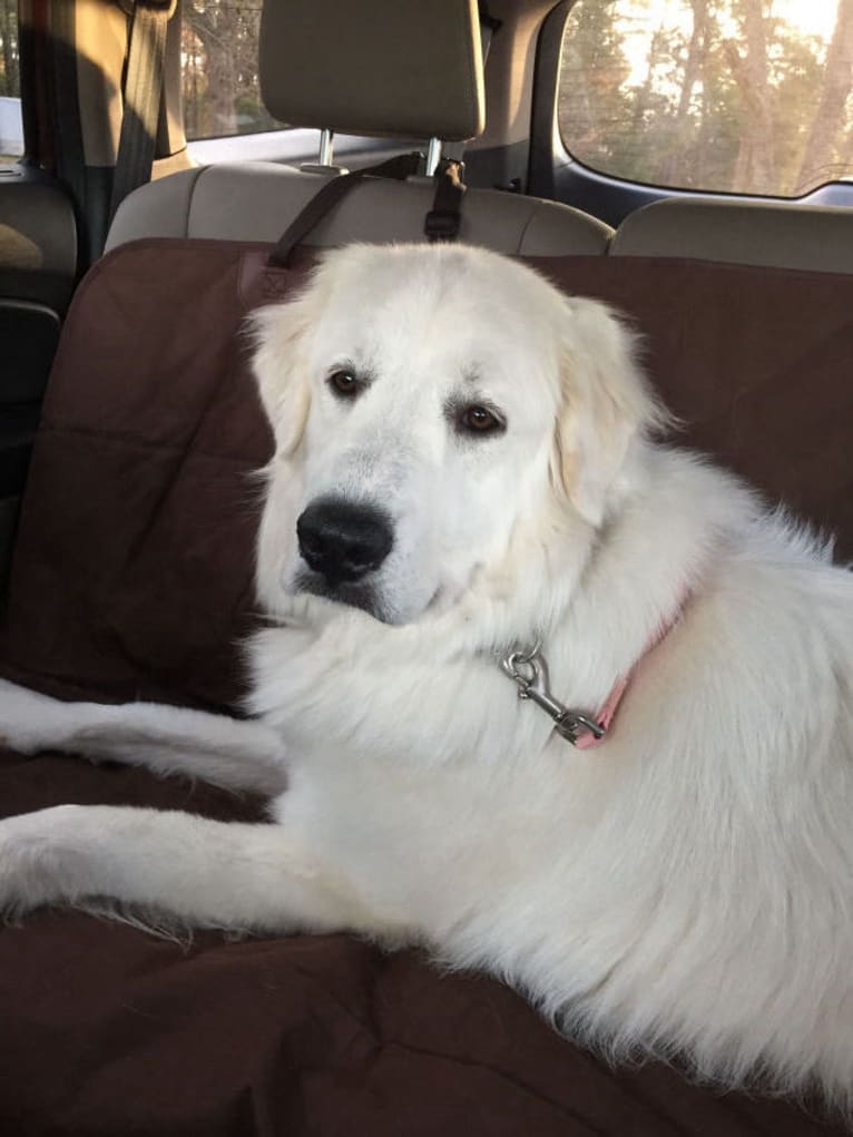 Lola, a Great Pyrenees tested with EmbarkVet.com