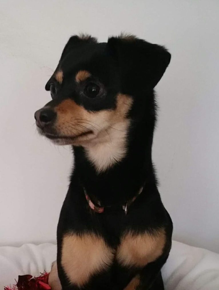 Gracie, a Chihuahua and Pomeranian mix tested with EmbarkVet.com