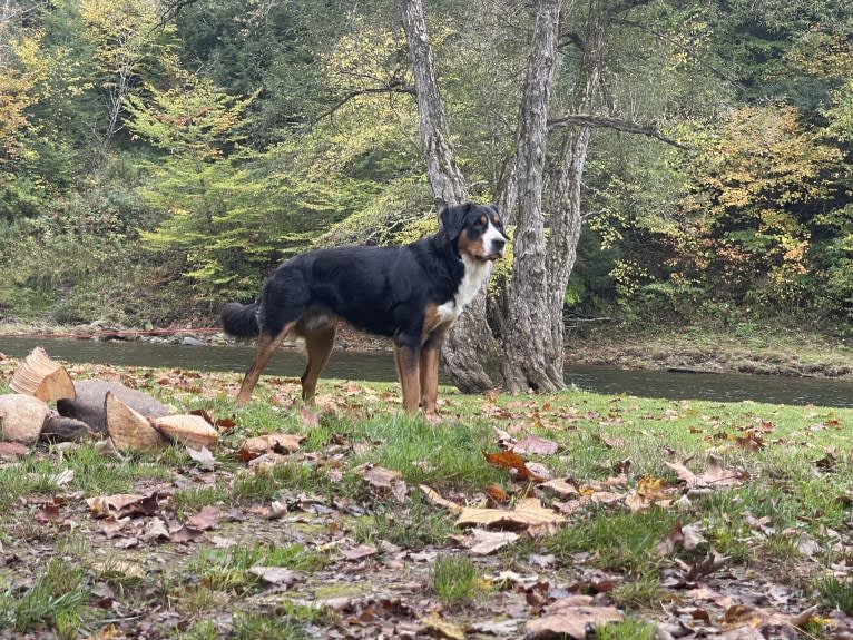 Kodi, a Greater Swiss Mountain Dog tested with EmbarkVet.com