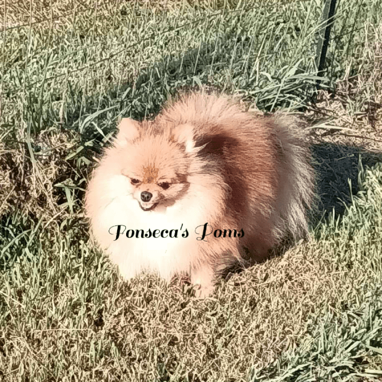 Hope, a Pomeranian tested with EmbarkVet.com