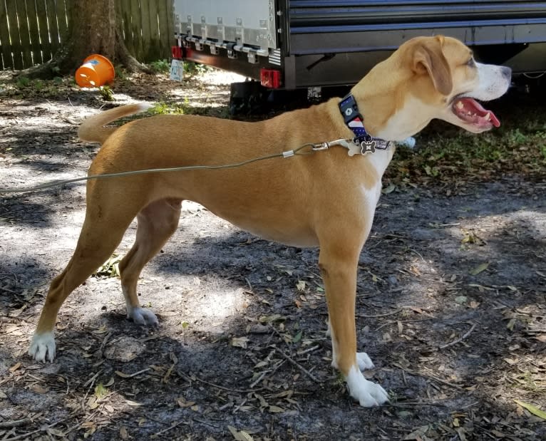 Dakota, an American Pit Bull Terrier and American Staffordshire Terrier mix tested with EmbarkVet.com