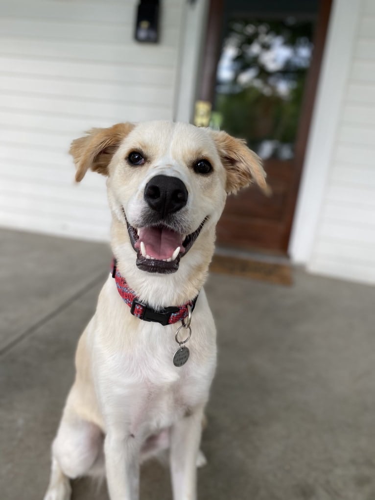 Fenrir, a Border Collie and Great Pyrenees mix tested with EmbarkVet.com