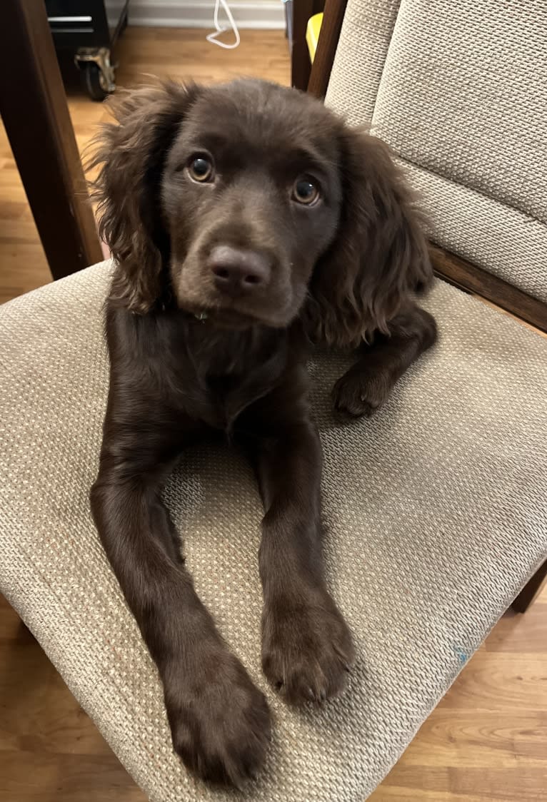 Fey, a Boykin Spaniel tested with EmbarkVet.com