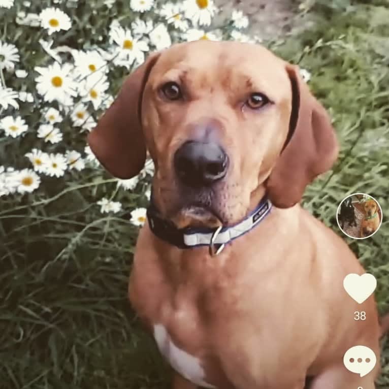 Gus, a Redbone Coonhound and American Pit Bull Terrier mix tested with EmbarkVet.com