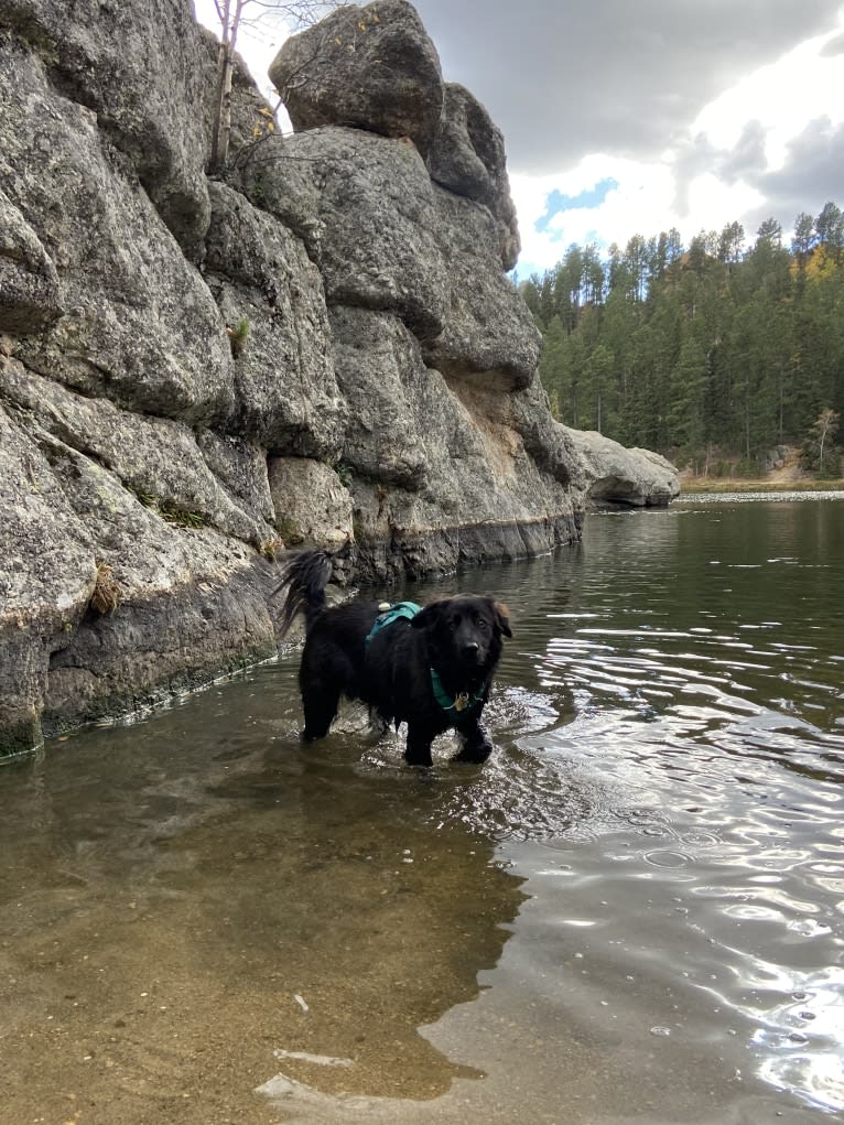 Ruth, an Australian Cattle Dog and Great Pyrenees mix tested with EmbarkVet.com