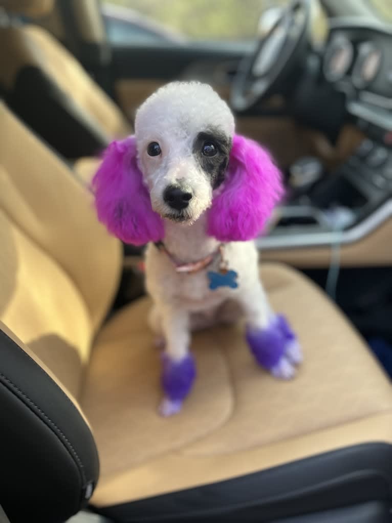 Dolly, a Poodle tested with EmbarkVet.com