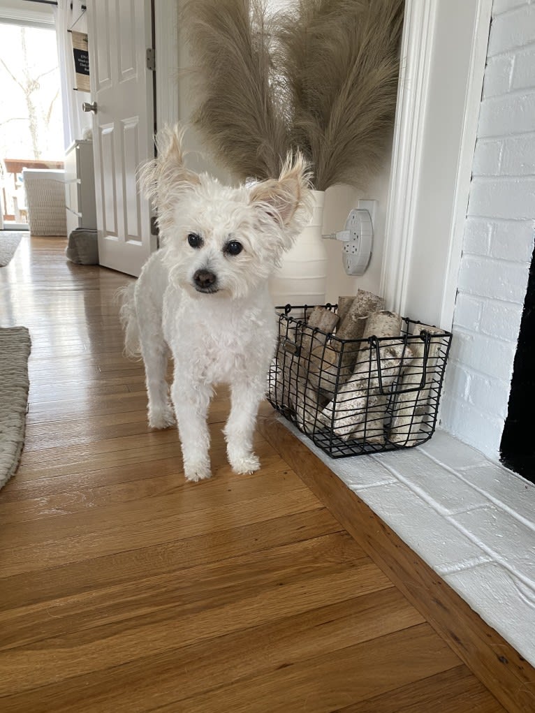 Buca, a Poodle (Small) and Pekingese mix tested with EmbarkVet.com