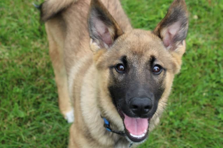 Percy, a Norwegian Elkhound and Australian Cattle Dog mix tested with EmbarkVet.com