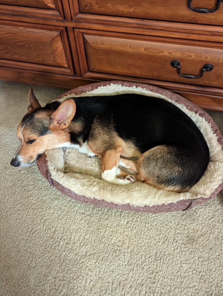 Biscuit, a Pembroke Welsh Corgi and Cardigan Welsh Corgi mix tested with EmbarkVet.com