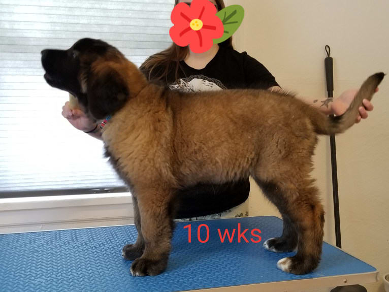 Kamenah's Only For the Brave of Heart "Jasiri", a Leonberger tested with EmbarkVet.com