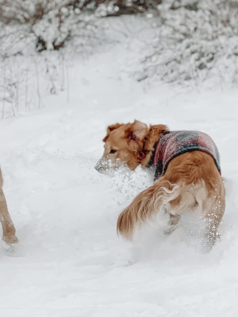 Marley, a Golden Retriever tested with EmbarkVet.com