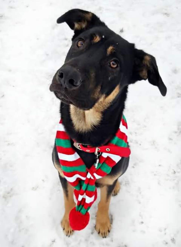 Loki • Sylvalo's Mischief Managed, a German Shepherd Dog and Rottweiler mix tested with EmbarkVet.com