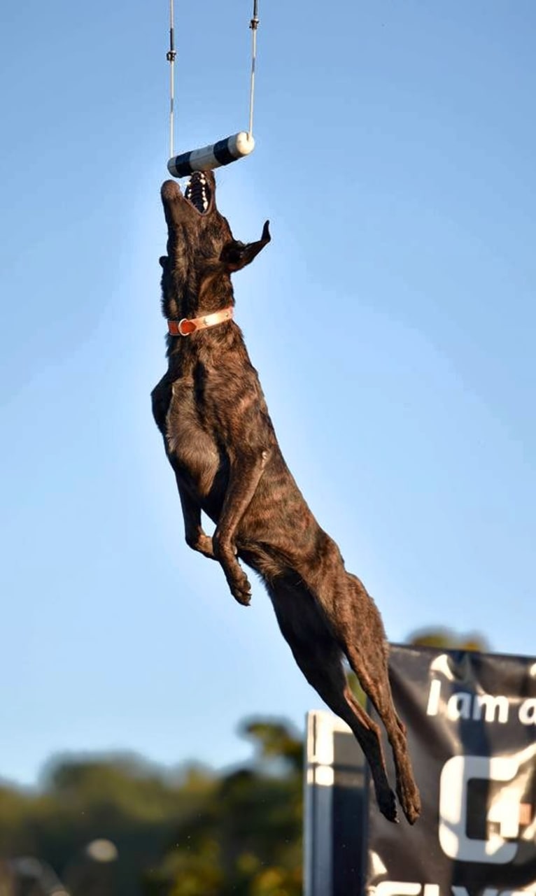 Zoe, a Labrador Retriever and German Shepherd Dog mix tested with EmbarkVet.com