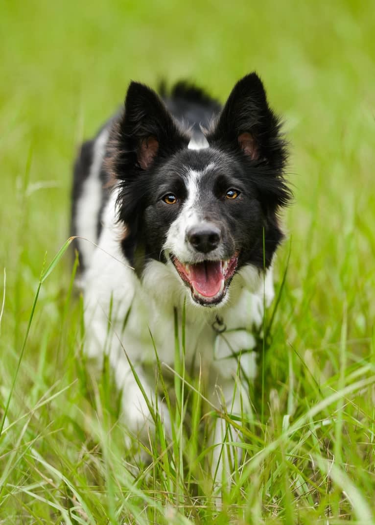 Zee, a Border Collie tested with EmbarkVet.com