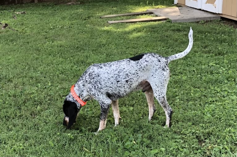 Brian McGrattan, a Bluetick Coonhound tested with EmbarkVet.com