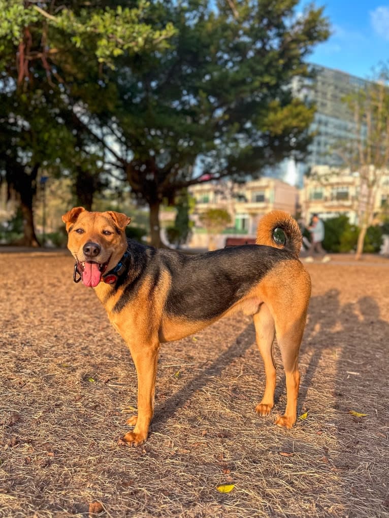 Kyle, a Hong Kong Village Dog tested with EmbarkVet.com