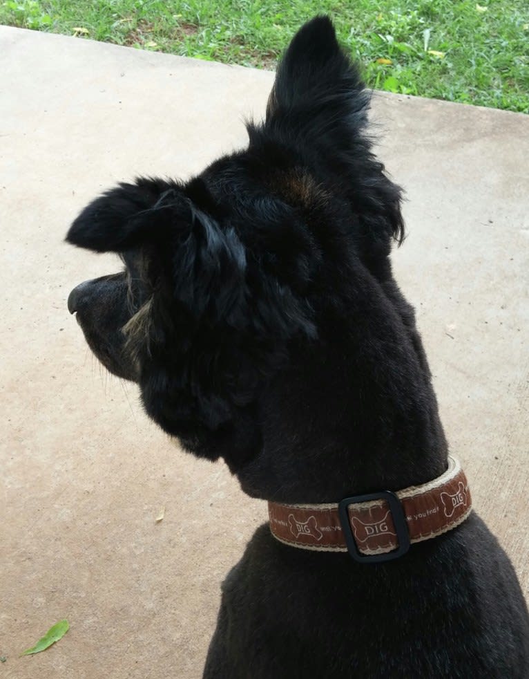 Ollie, a Chow Chow and Australian Cattle Dog mix tested with EmbarkVet.com