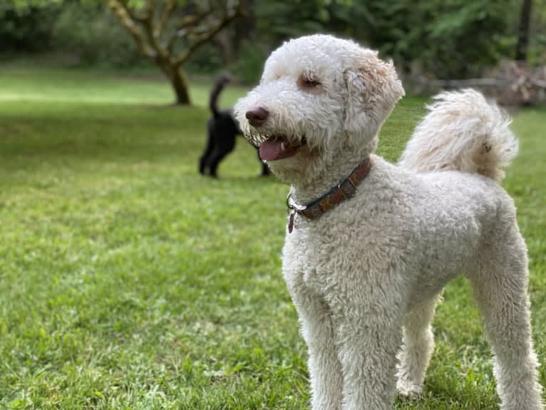 Sunny, an Aussiedoodle tested with EmbarkVet.com