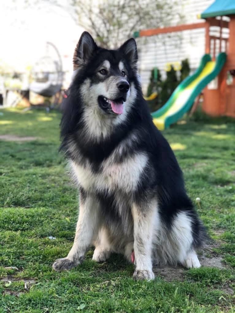 Appa, an Alaskan Malamute tested with EmbarkVet.com