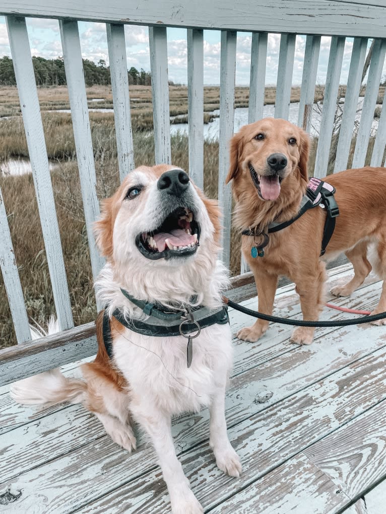 Marley, a Golden Retriever tested with EmbarkVet.com