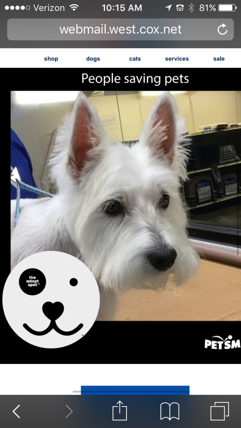 Izzi, a West Highland White Terrier tested with EmbarkVet.com