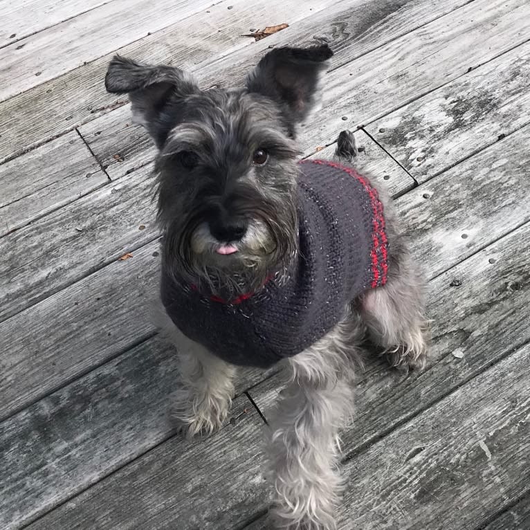 Digby, a Miniature Schnauzer tested with EmbarkVet.com