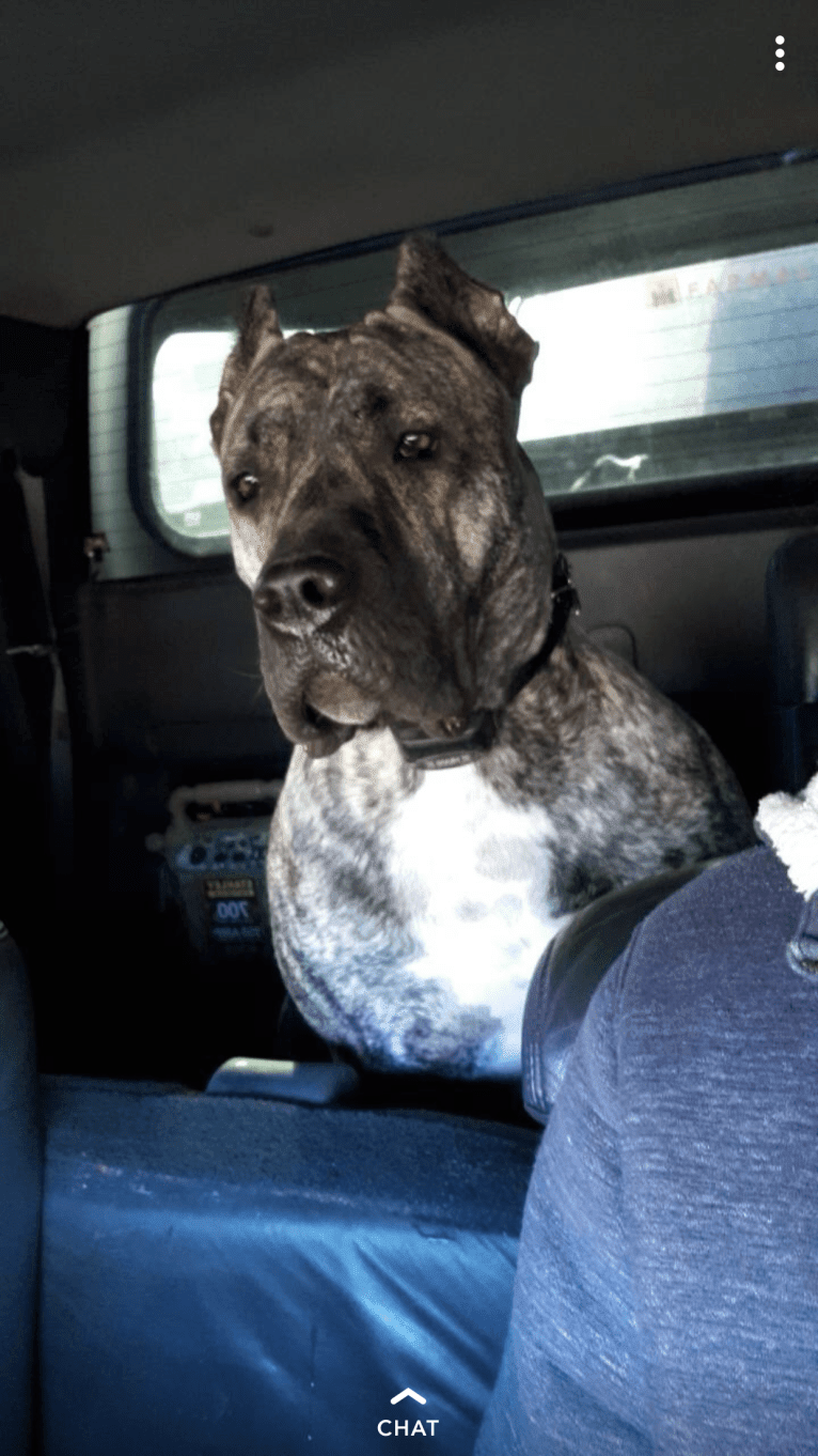 Embark Dog Dna Test Bearclaws Remigio Rajner Gallery