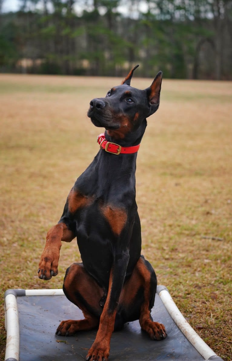 Duke, a Doberman Pinscher tested with EmbarkVet.com