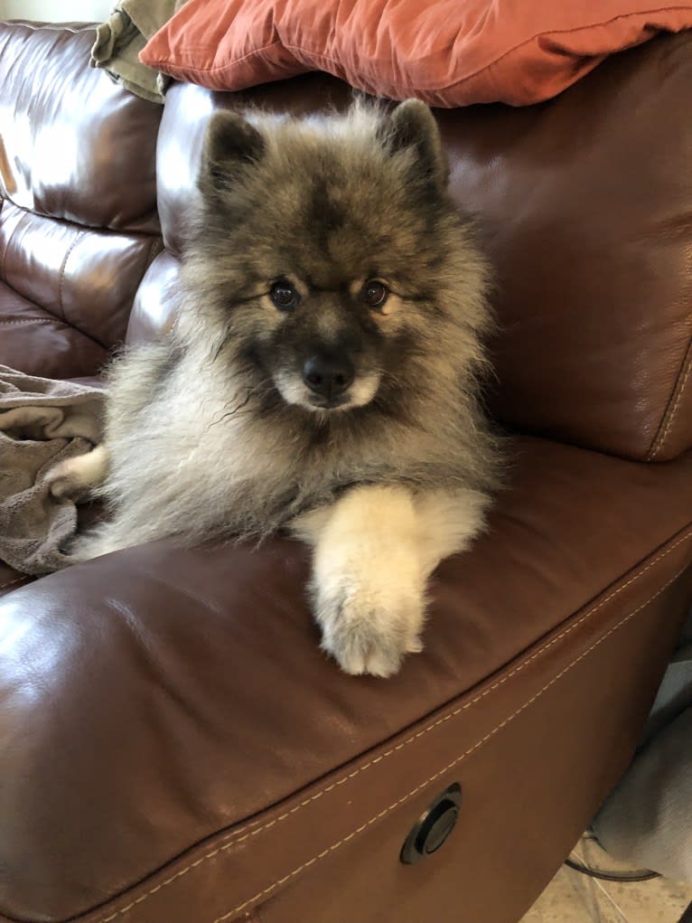 Nico, a Keeshond tested with EmbarkVet.com