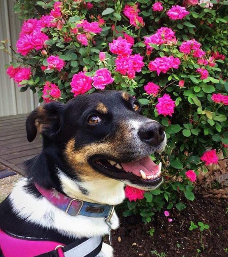 Gypsy, a Siberian Husky and American Pit Bull Terrier mix tested with EmbarkVet.com