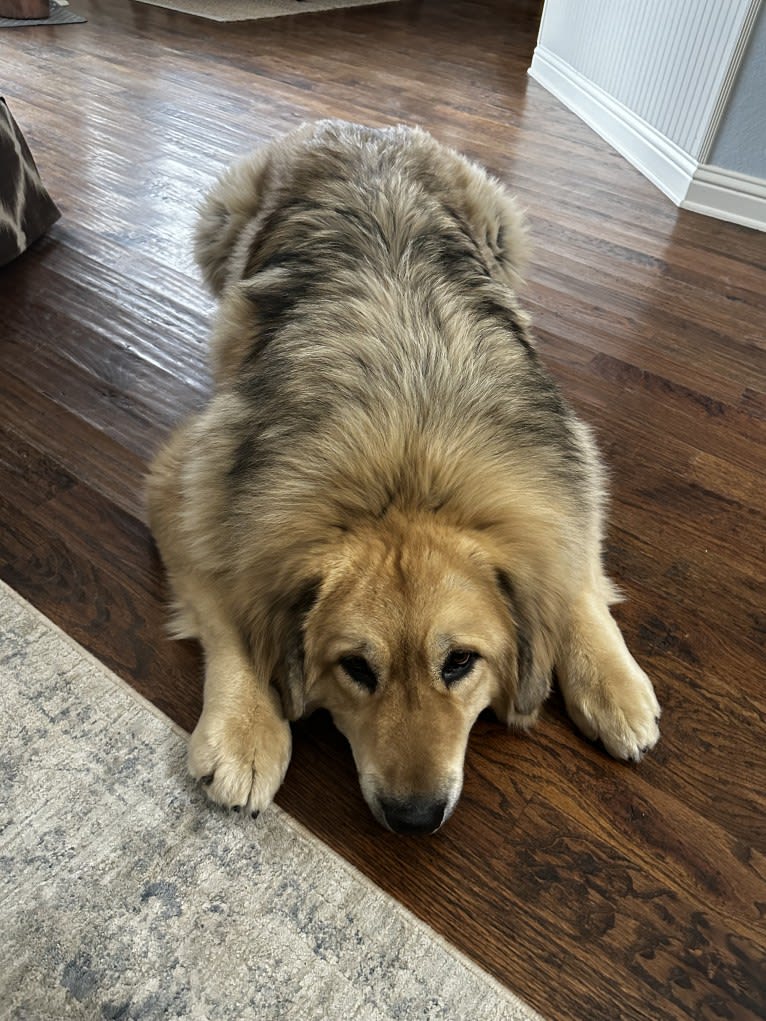 Moose, a Tibetan Mastiff tested with EmbarkVet.com