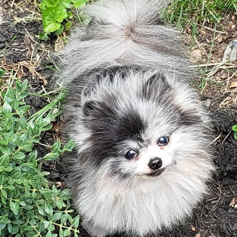 Ferris, a Pomeranian tested with EmbarkVet.com