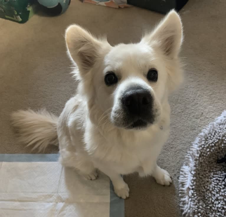 Peanut, a Cocker Spaniel and Chow Chow mix tested with EmbarkVet.com