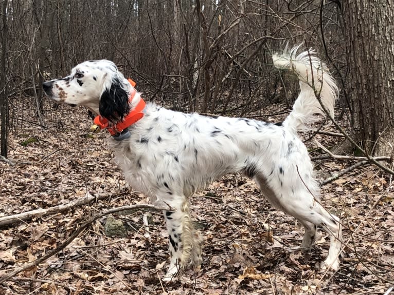 Brier, a Llewellin Setter tested with EmbarkVet.com