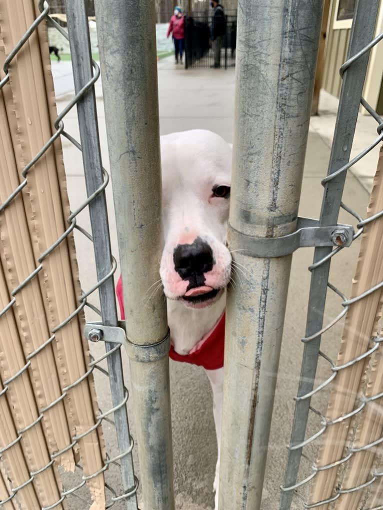 Tiptoe, an American Pit Bull Terrier and Great Pyrenees mix tested with EmbarkVet.com