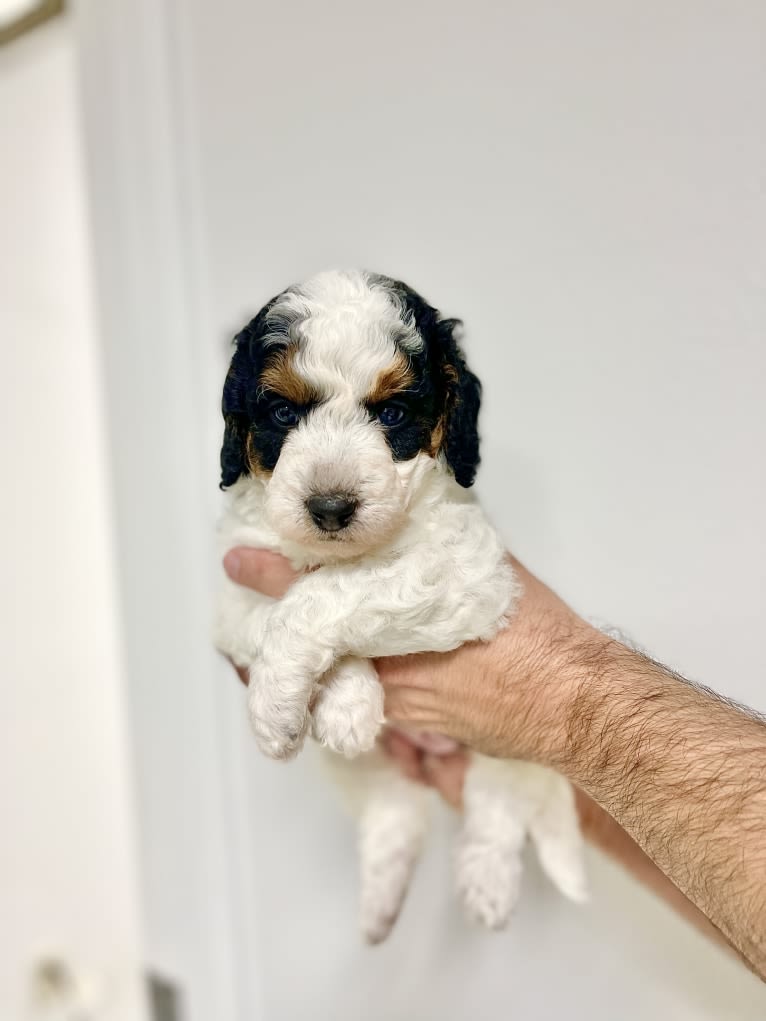 Cowgirl, a Bernedoodle tested with EmbarkVet.com