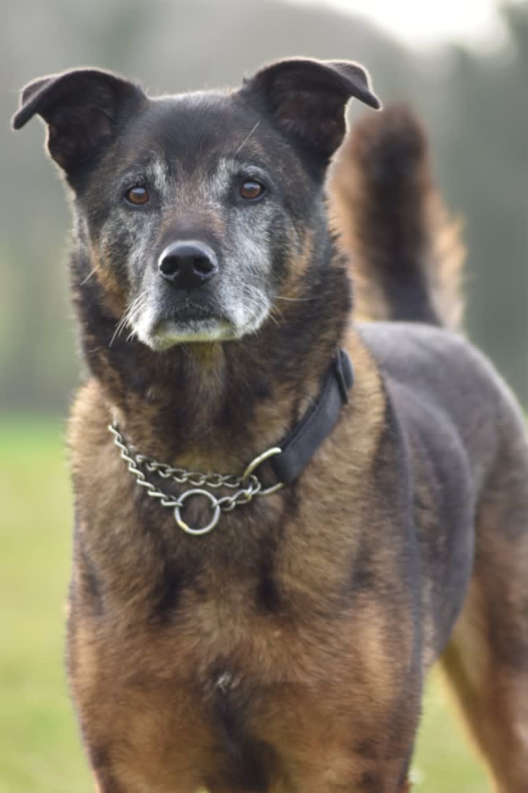 Alfie, a Belgian Malinois and Rottweiler mix tested with EmbarkVet.com