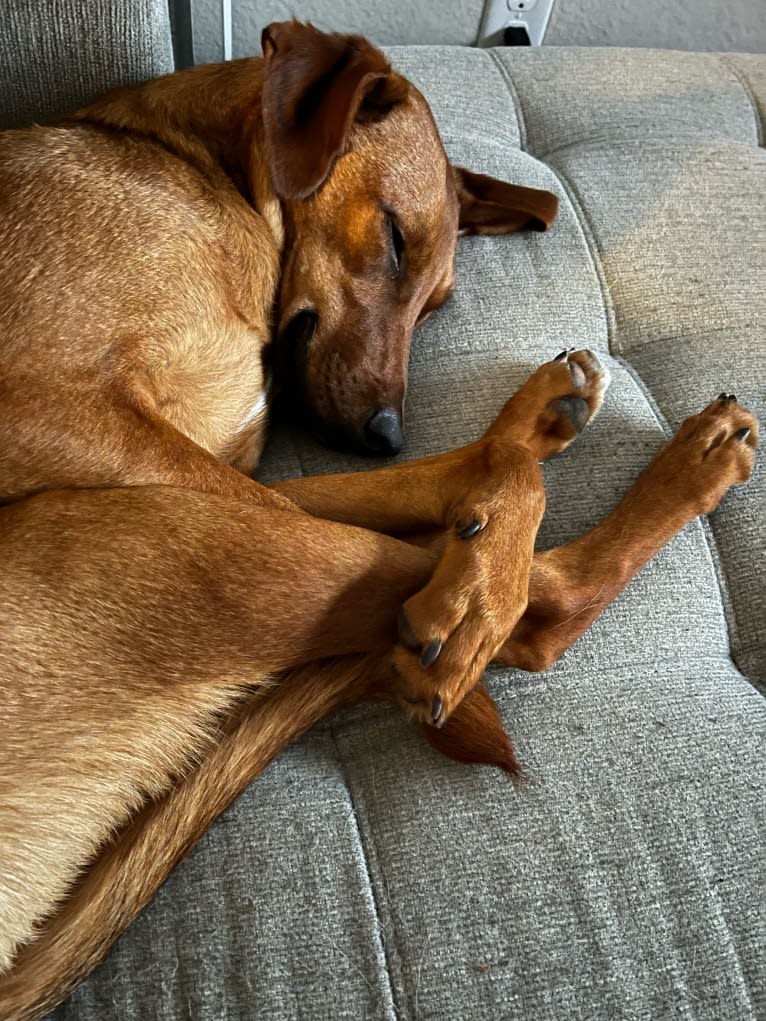 Leonardo, a Doberman Pinscher and Australian Shepherd mix tested with EmbarkVet.com