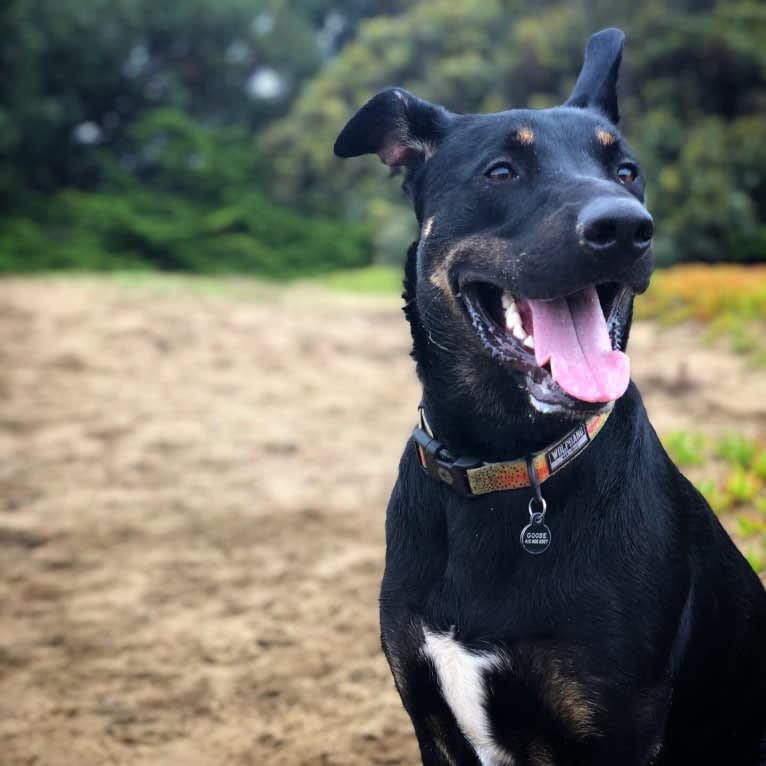 Goose, a German Shepherd Dog and Boxer mix tested with EmbarkVet.com