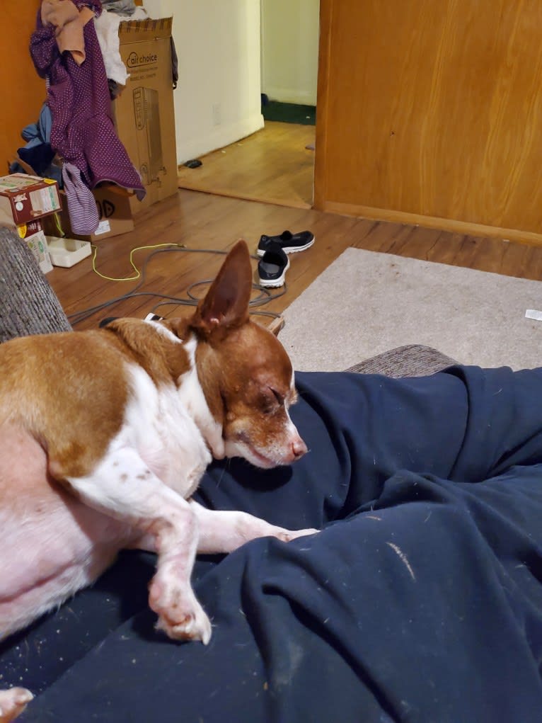 Eddie, a Chihuahua tested with EmbarkVet.com