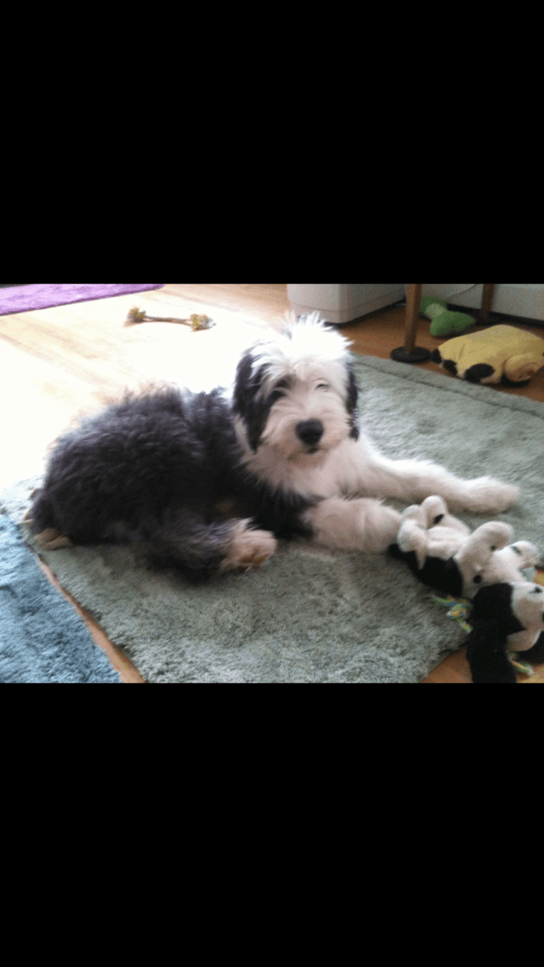 Buddy, an Old English Sheepdog tested with EmbarkVet.com