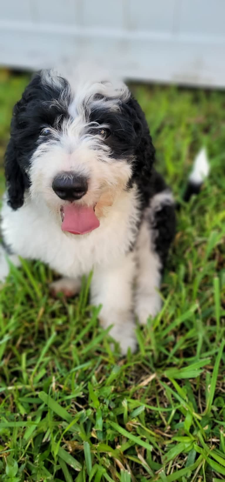 George, a Bernedoodle tested with EmbarkVet.com