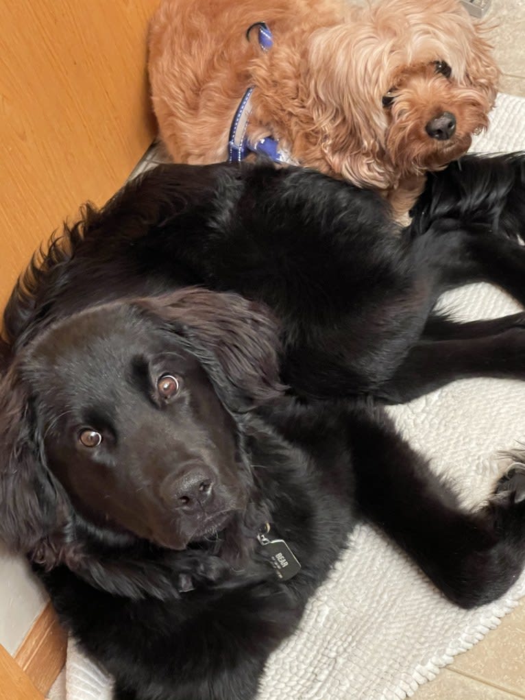 Bear, a Labrador Retriever and Poodle (Standard) mix tested with EmbarkVet.com