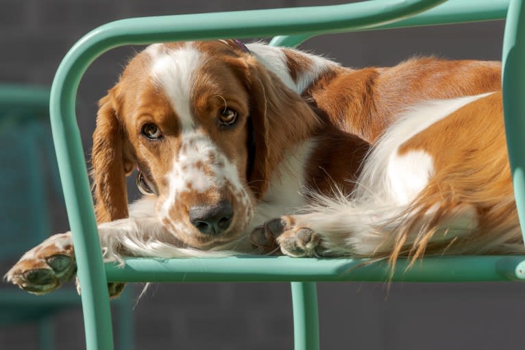 Minnow, a Welsh Springer Spaniel tested with EmbarkVet.com