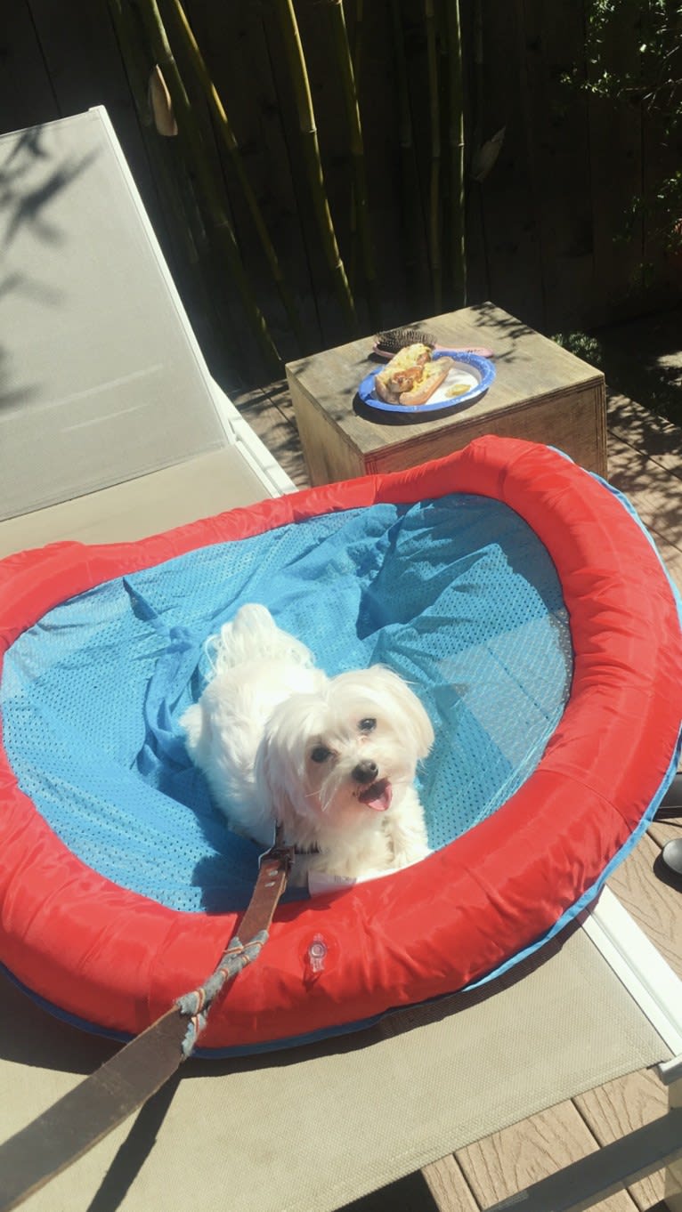 Shaboobalabooby “Boo” Elliott Peabody Minimus, a Maltese tested with EmbarkVet.com